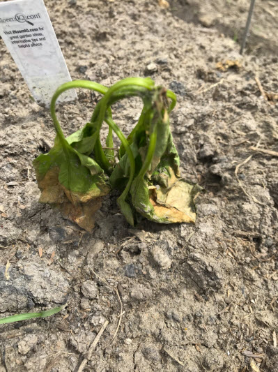 Damping-off seedling disease prevalent due to cooler weather